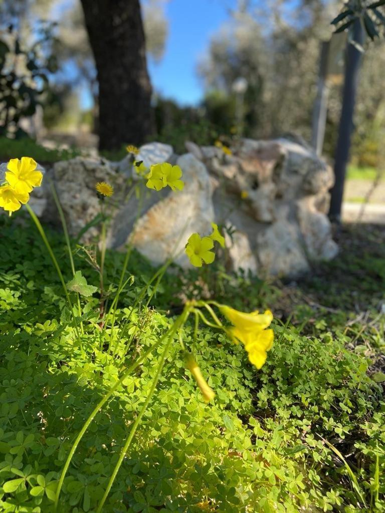 Dimora Toma Daire Vieste Dış mekan fotoğraf